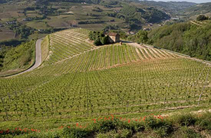 Piemonte rødvine - Barolo og Barberesco