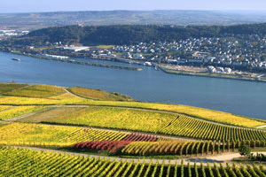 rheigau hvidvine